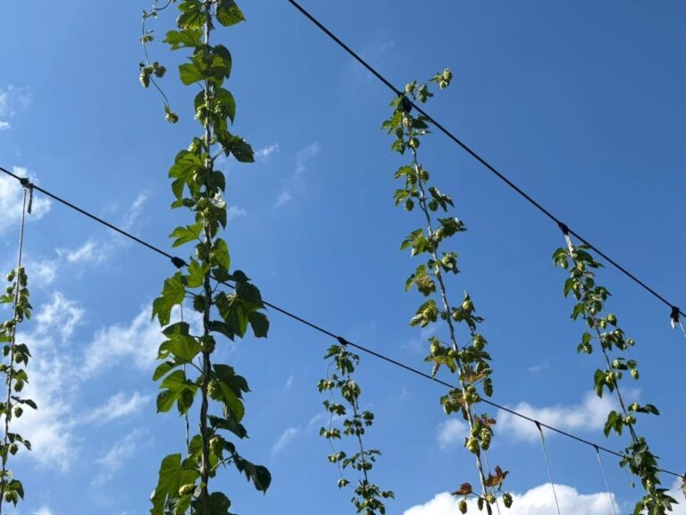 【千早赤阪村・富田林市】ようやく飲めます！生ホップが入った麓ペールエール開栓！10月31日ハロウィンの日に開催し、その後は万里春ビアホールで（オリジナル）