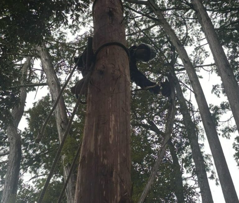 【河内長野市】驚きの技の数々！11月1～3日国宝特別公開がある天野山金剛寺で檜皮葺と茅葺技術を知る
