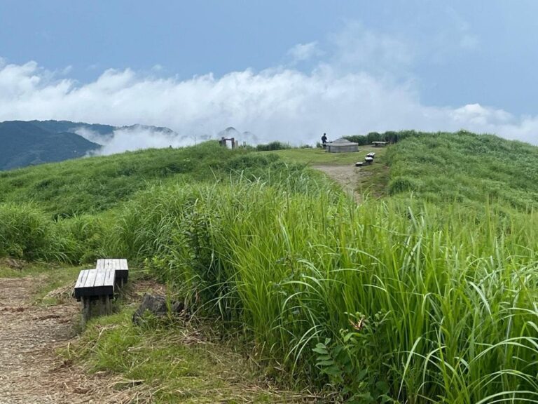 【河内長野市】ムササビが暮らす森を未来につなぐ！岩湧の森再生プロジェクト～ガバメントクラウドファンディングを実施します～（オリジナル）