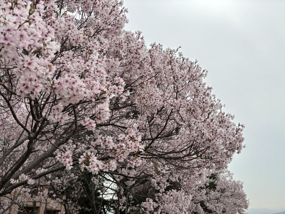 大阪狭山市】2026桜まつりがスタート！狭山池のほとり、さやか公園と