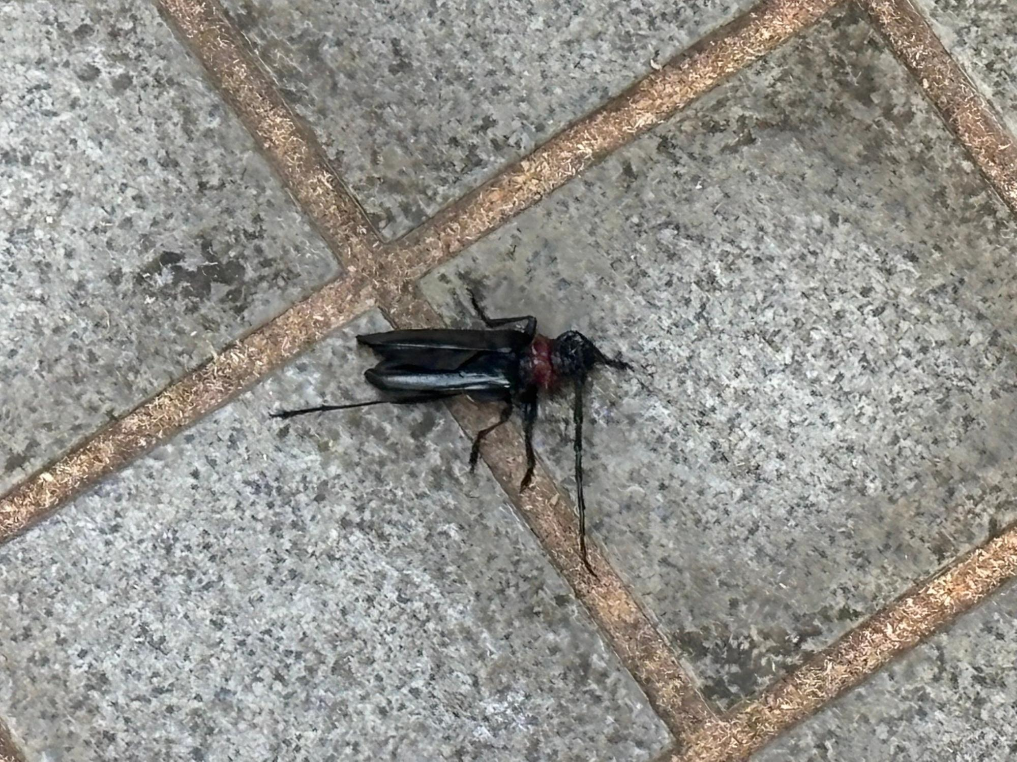 クビアカツヤカミキリ